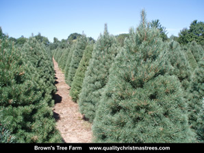 Scotch Pine Christmas Trees Image 16