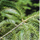 balsam fir branch image