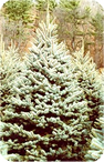 blue spruce image