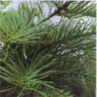 concolor fir branch image