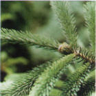 black hill spruce branch image