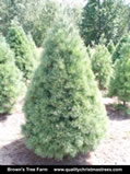 White Pine Christmas Tree Image