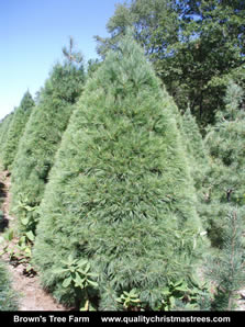 White Pine Christmas Tree Image 2