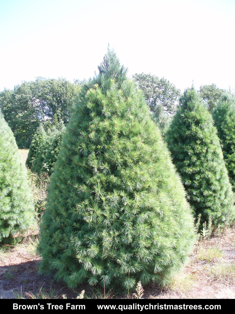 Wholesale Christmas Trees