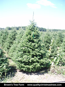Balsam Fir Christmas Tree Image 8