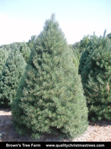Scotch Pine Christmas Tree Image 1