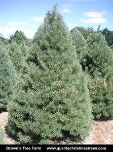 Scotch Pine Christmas Tree Image 2