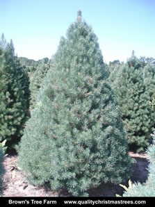 Scotch Pine Christmas Tree Image 3