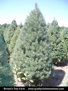 Scotch Pine Christmas Tree Image 4