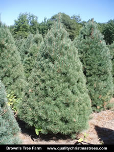 Scotch Pine Christmas Tree Image 5