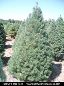 Scotch Pine Christmas Tree Image 6