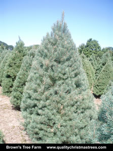Scotch Pine Christmas Tree Image 7