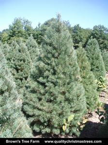Scotch Pine Christmas Tree Image 8