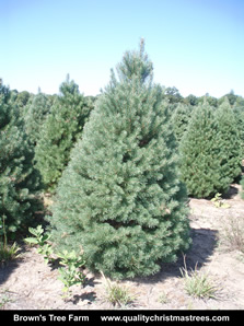 Scotch Pine Christmas Tree Image 9