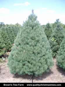 Scotch Pine Christmas Tree Image 10