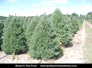Scotch Pine Christmas Trees Image 12