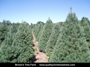 Scotch Pine Christmas Trees Image 13