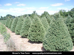 Scotch Pine Christmas Trees Image 14