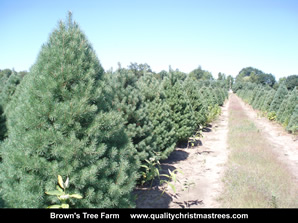 Scotch Pine Christmas Trees Image 17