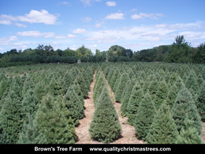 Scotch Pine Christmas Trees Image 18