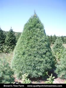 White Pine Christmas Tree Image 3
