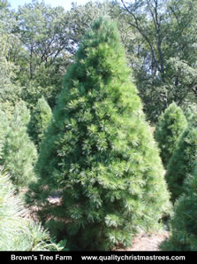 White Pine Christmas Tree Image 9