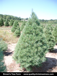 White Pine Christmas Tree Image 15